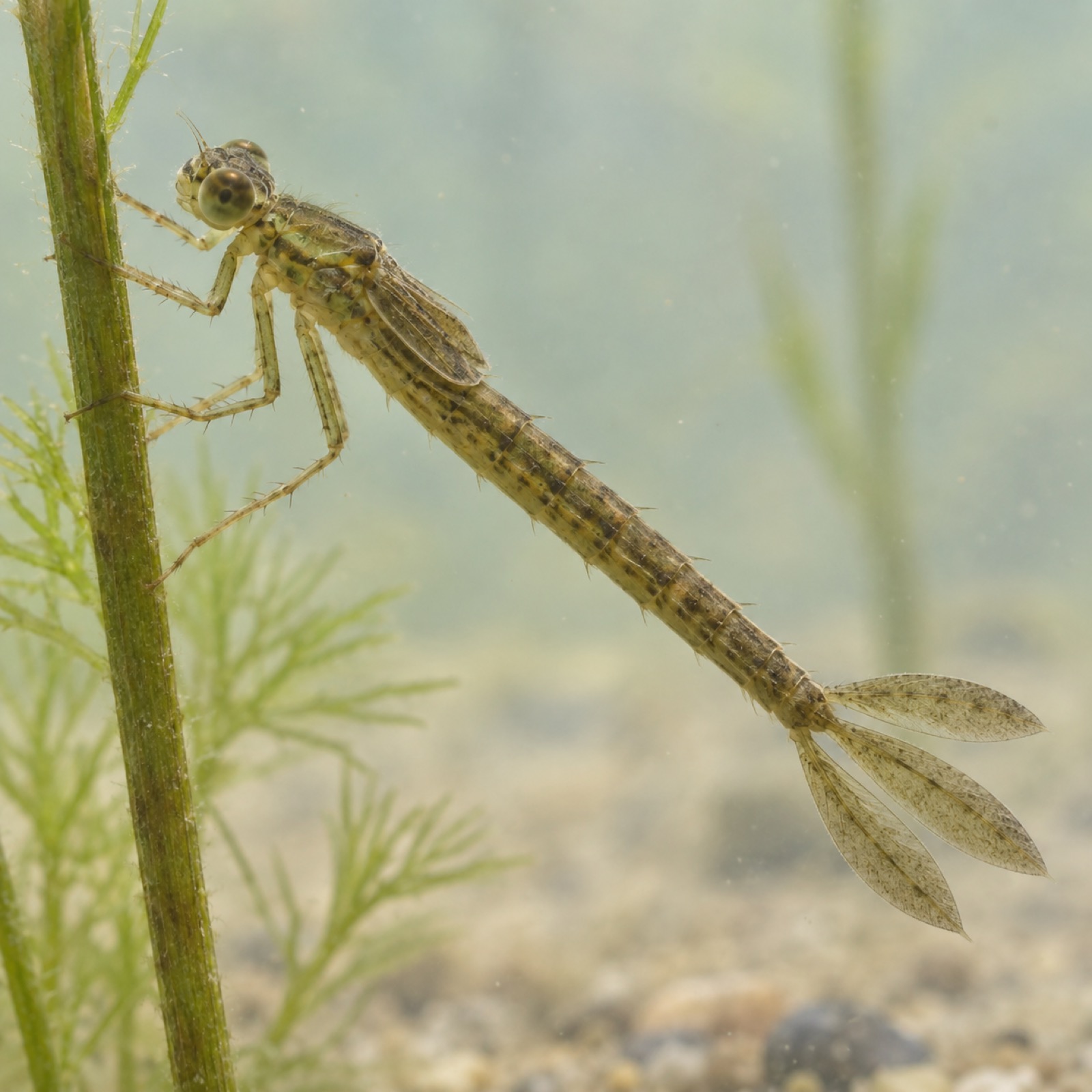川にすむ水生生物（イメージ）