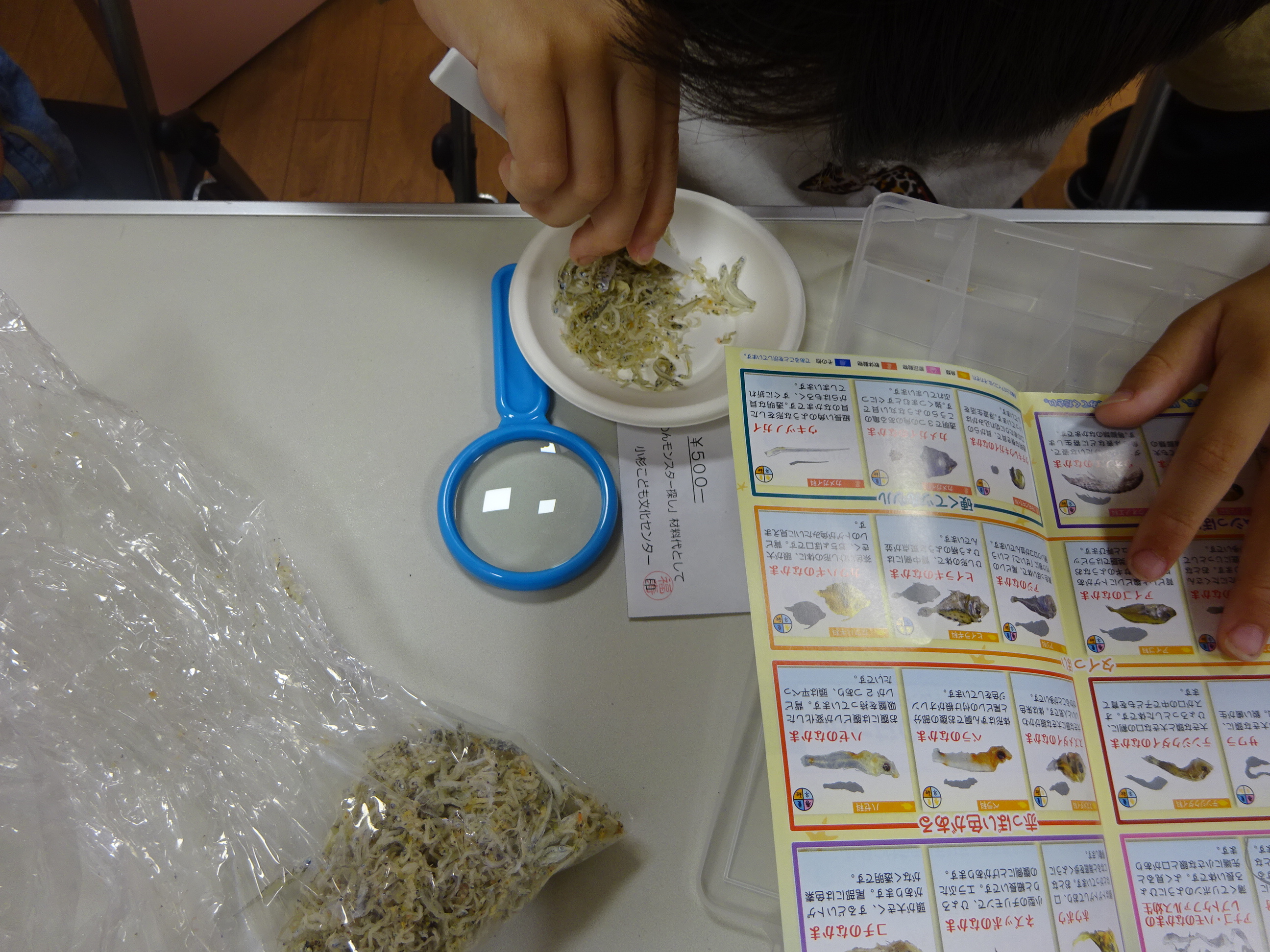 虫めがねとピンセットでちりめんを観察