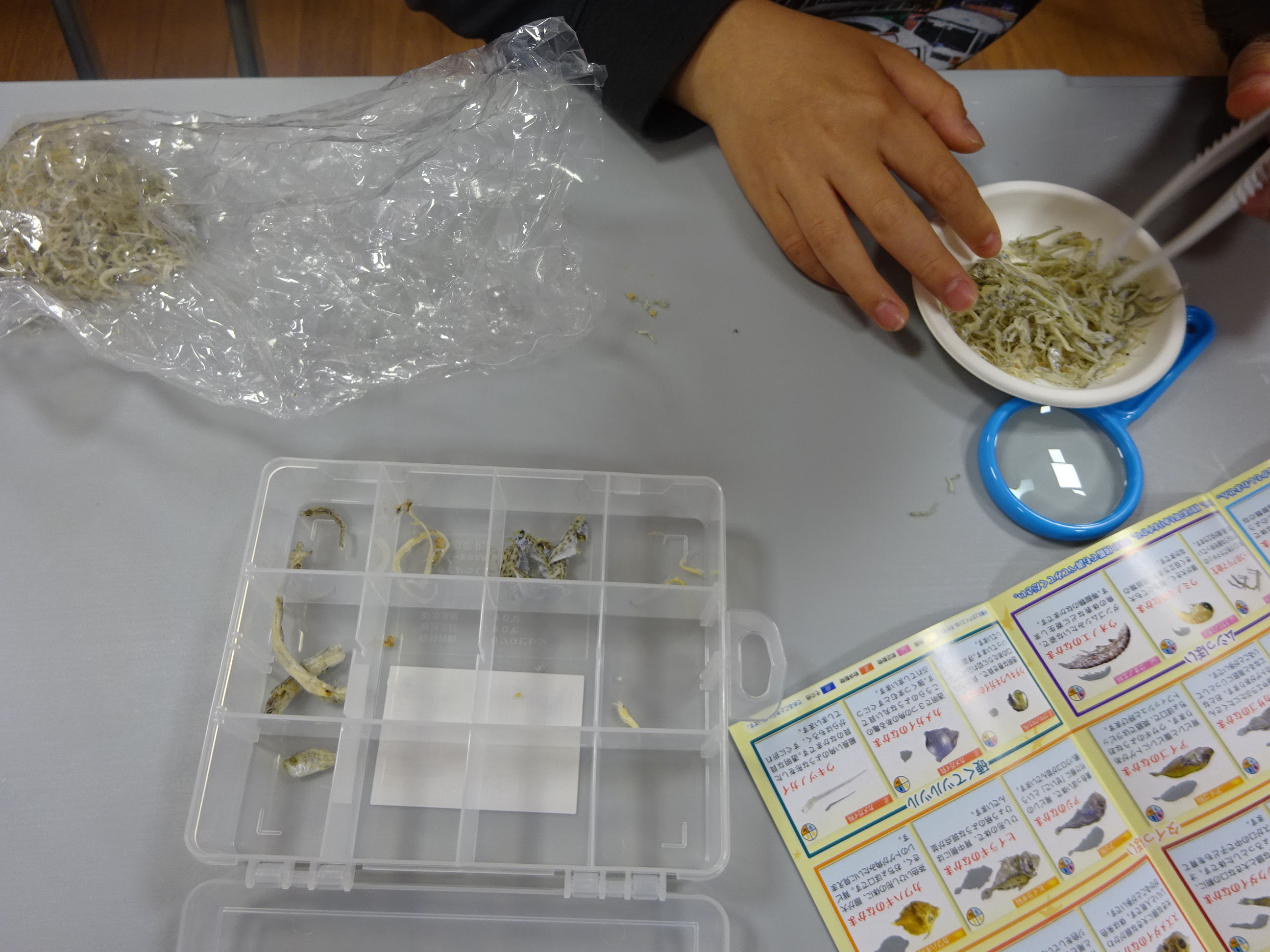 講師が生き物の説明をするようす
