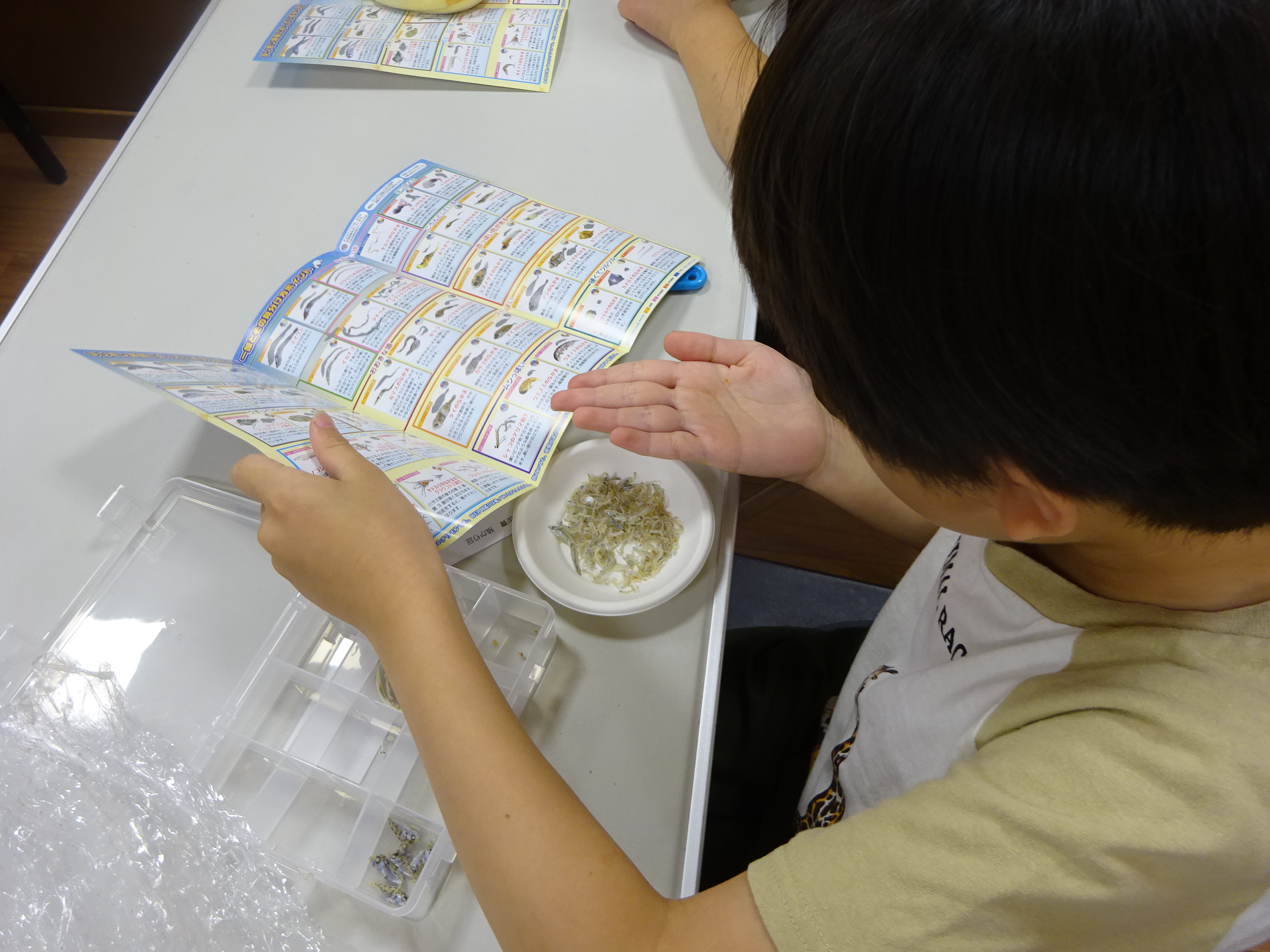 ちりめんじゃこを観察する子ども