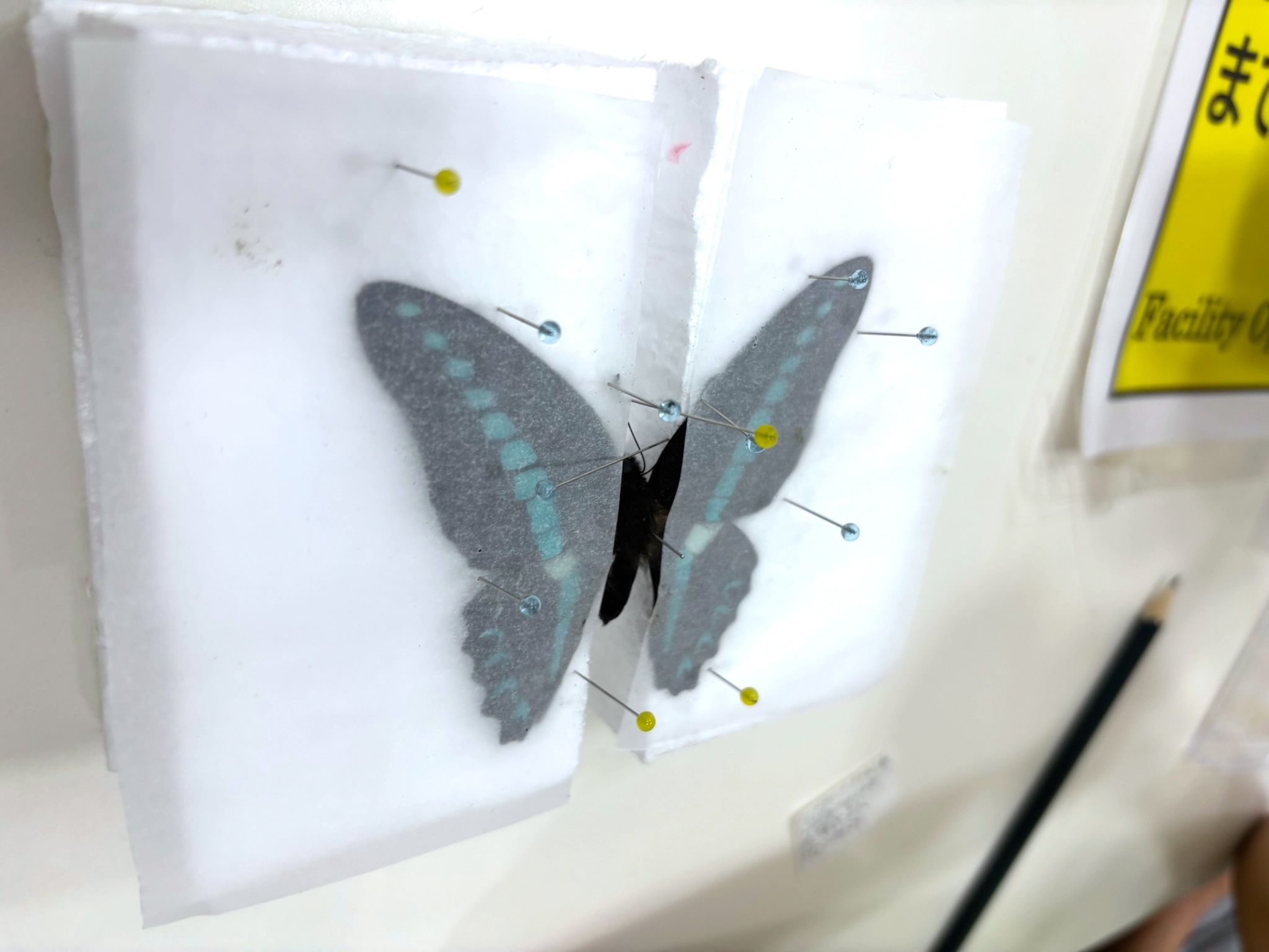 オナガアゲハの展翅標本（制作中）