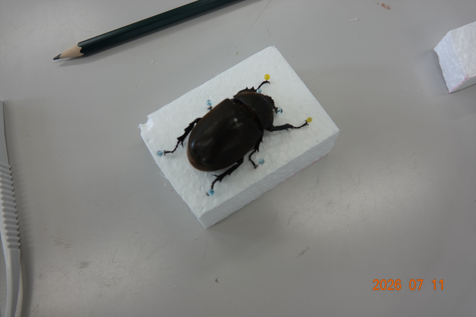 完成した昆虫標本