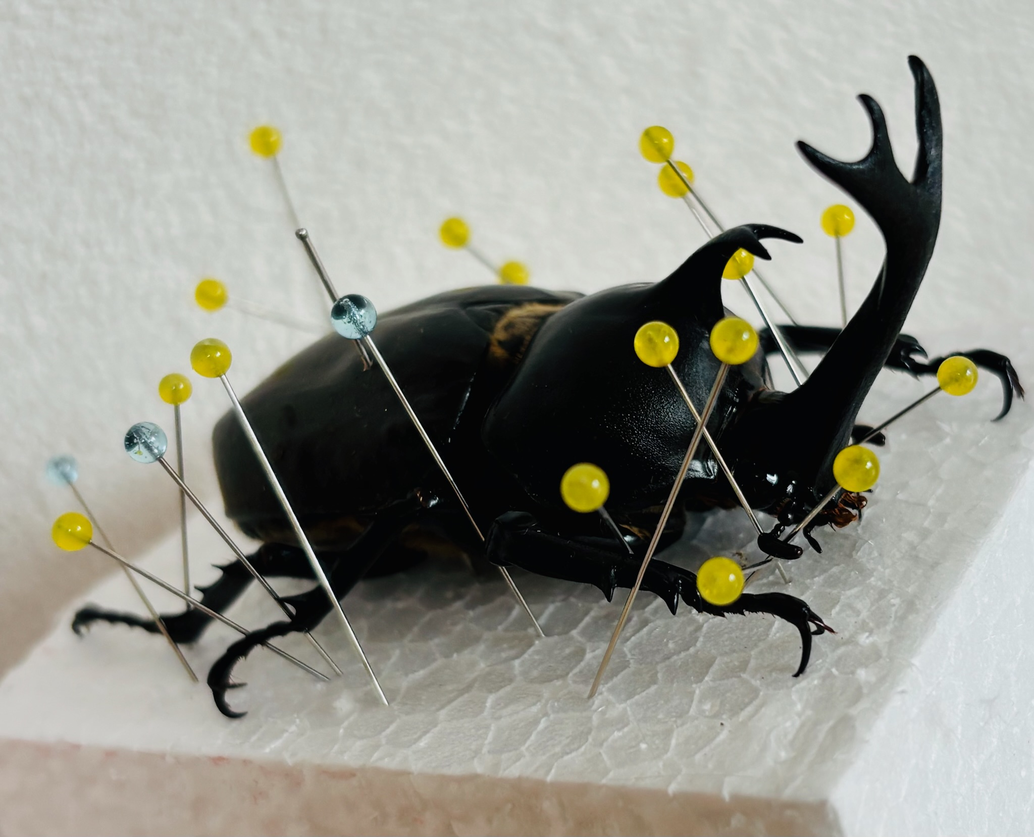 脚や角を整えたカブトムシの標本