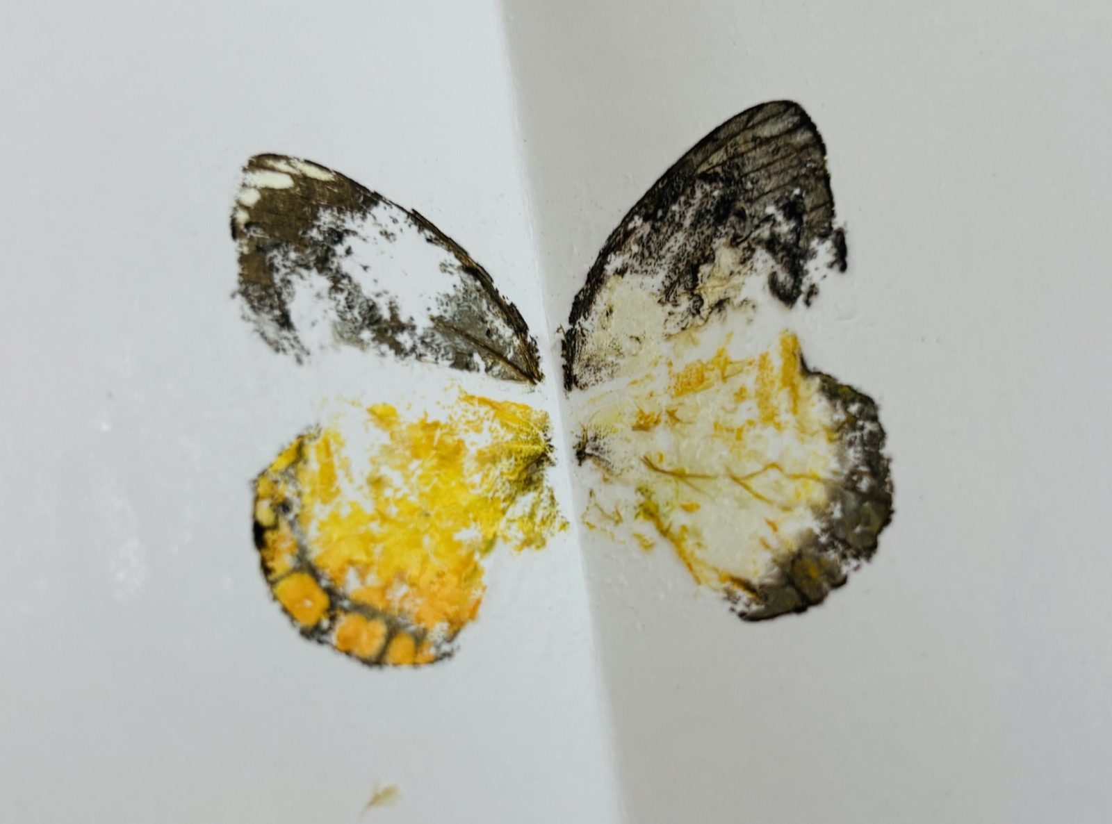 チョウのハネを写し取る作品