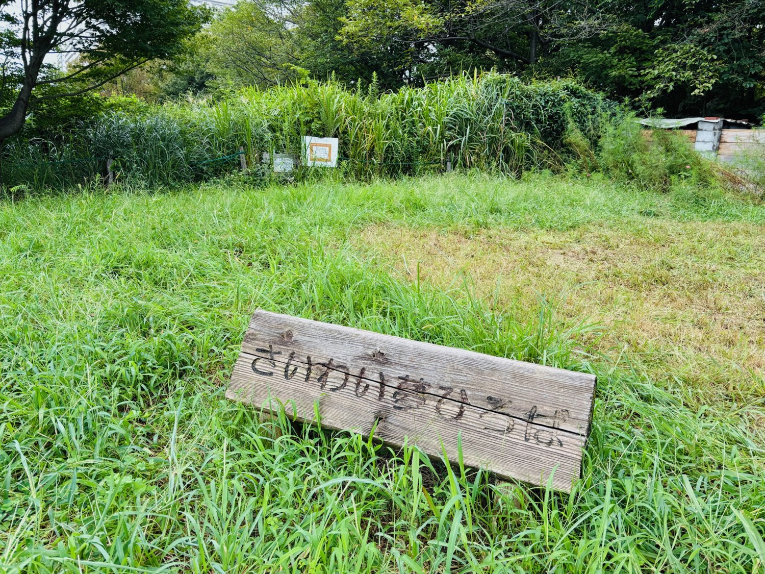 さいわいふるさと公園での自然観察会のようす