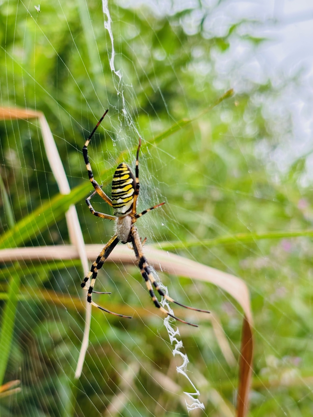 草地に巣を張るナガコガネグモ
