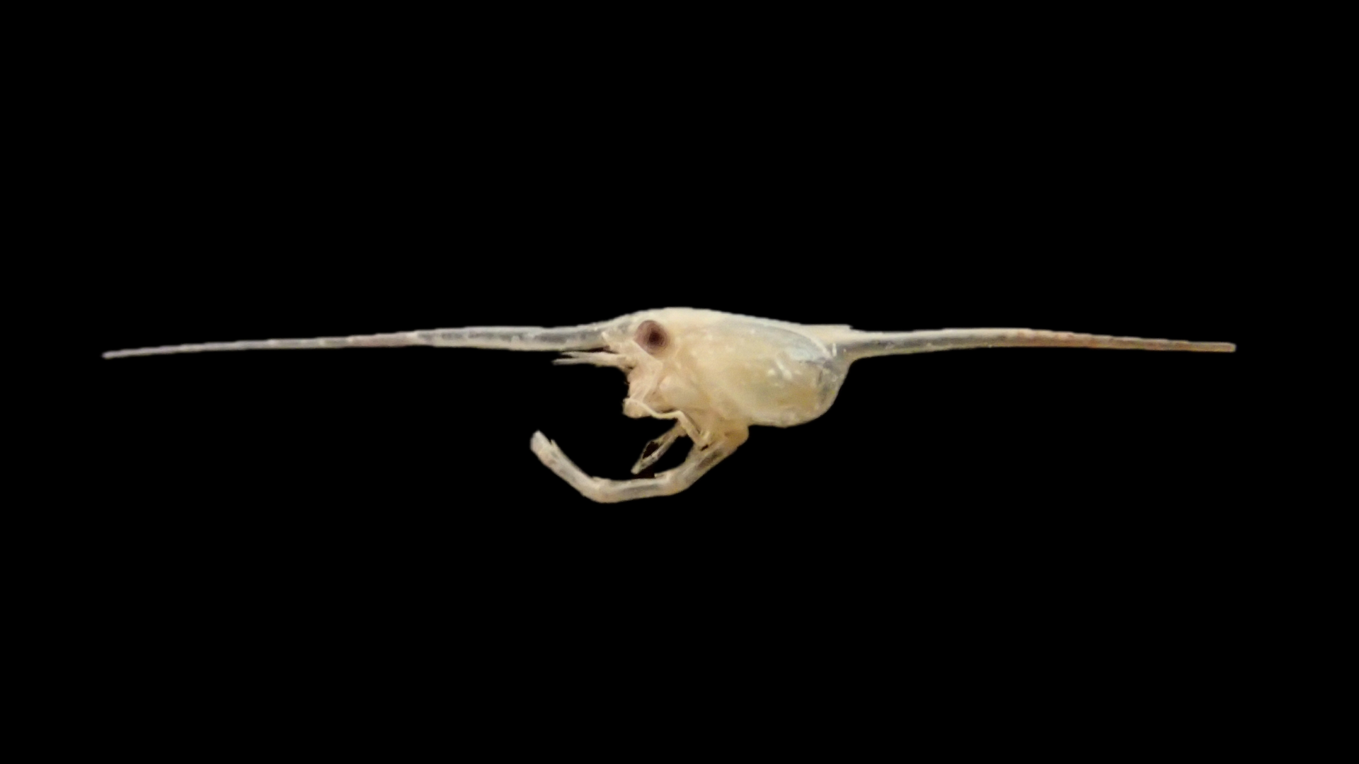 ちりめんモンスター