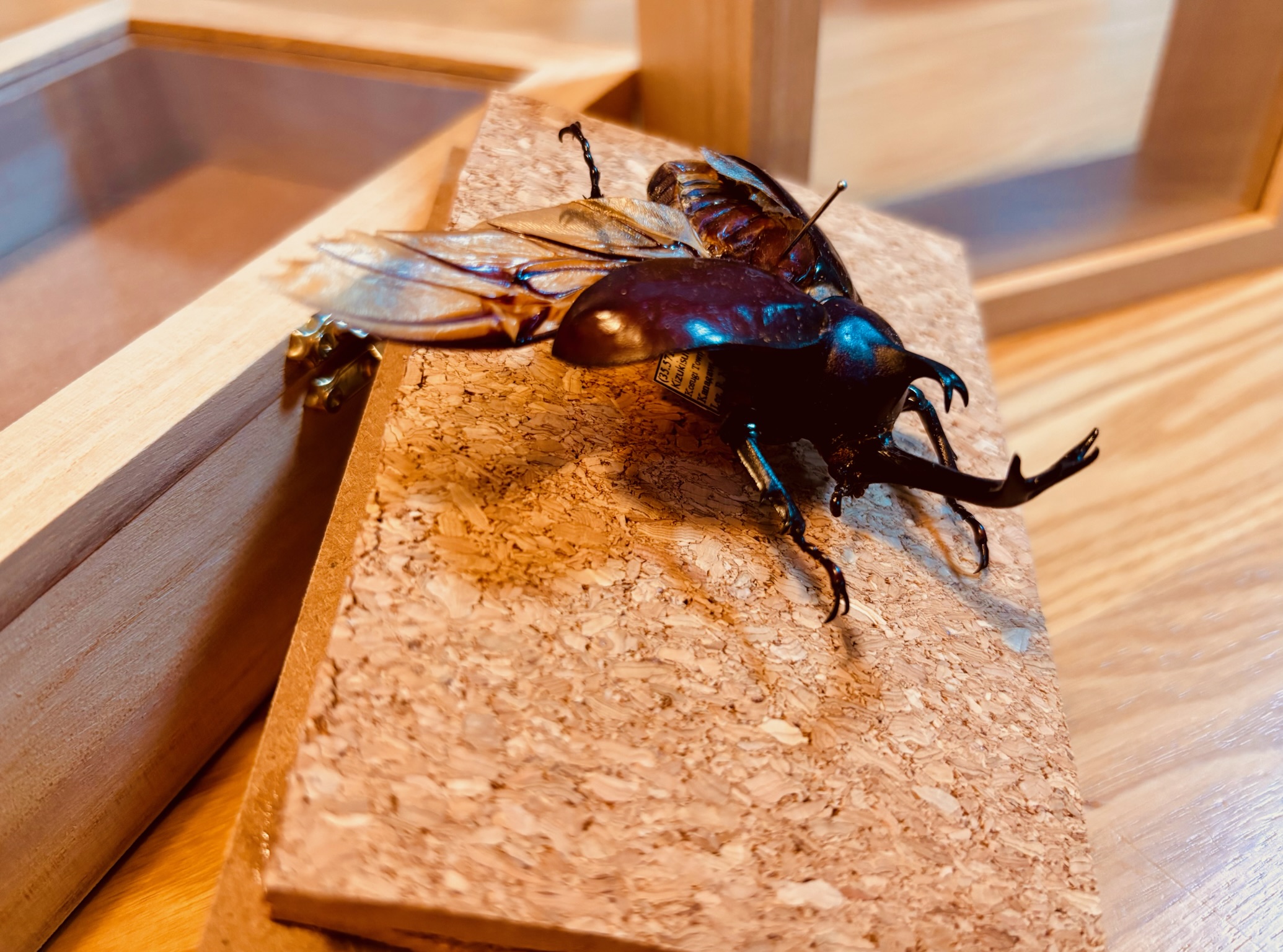 昆虫標本づくりの様子