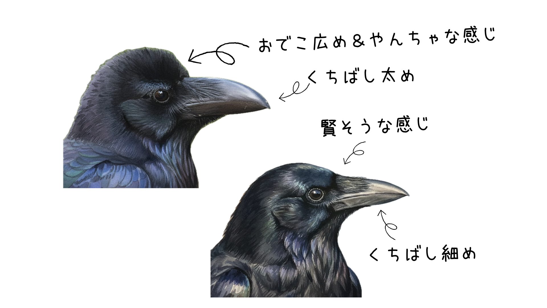 カラスの種類説明イラスト