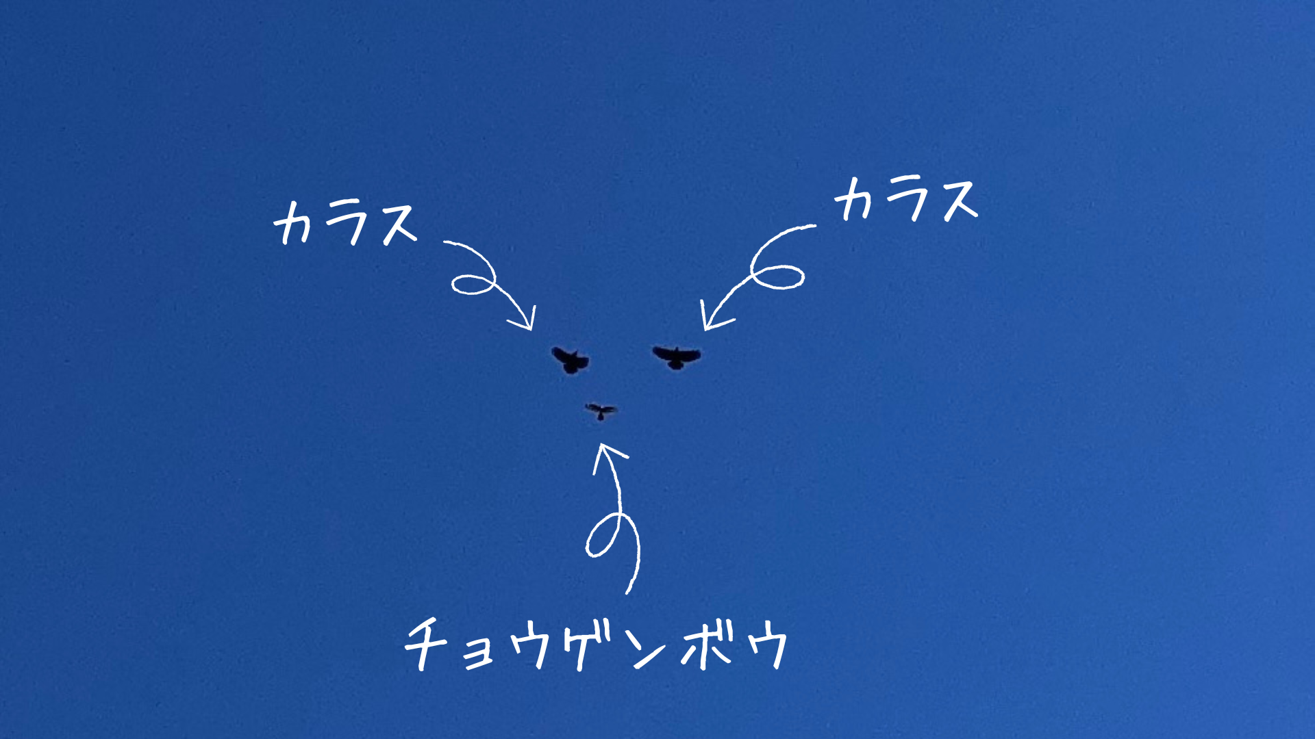 チョウゲンボウのホバリング