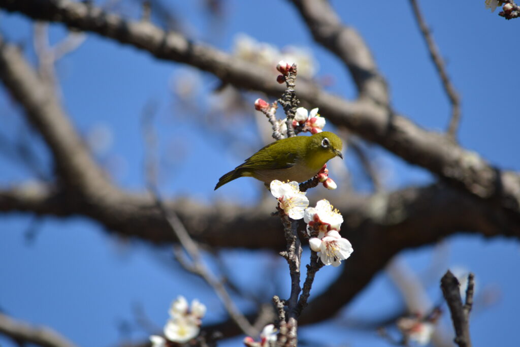 梅の花にとまるメジロ