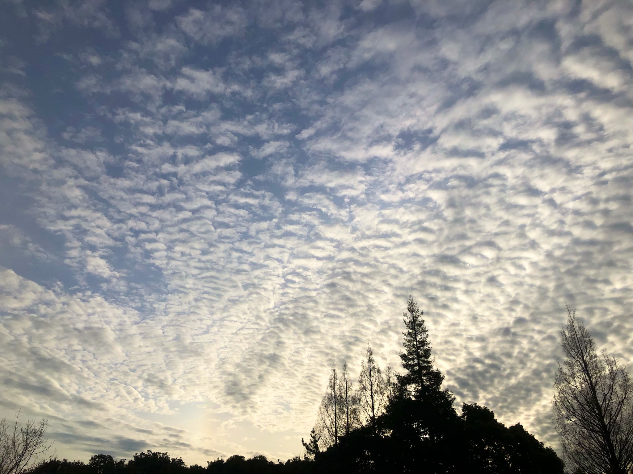 高積雲（ひつじ雲）の写真
