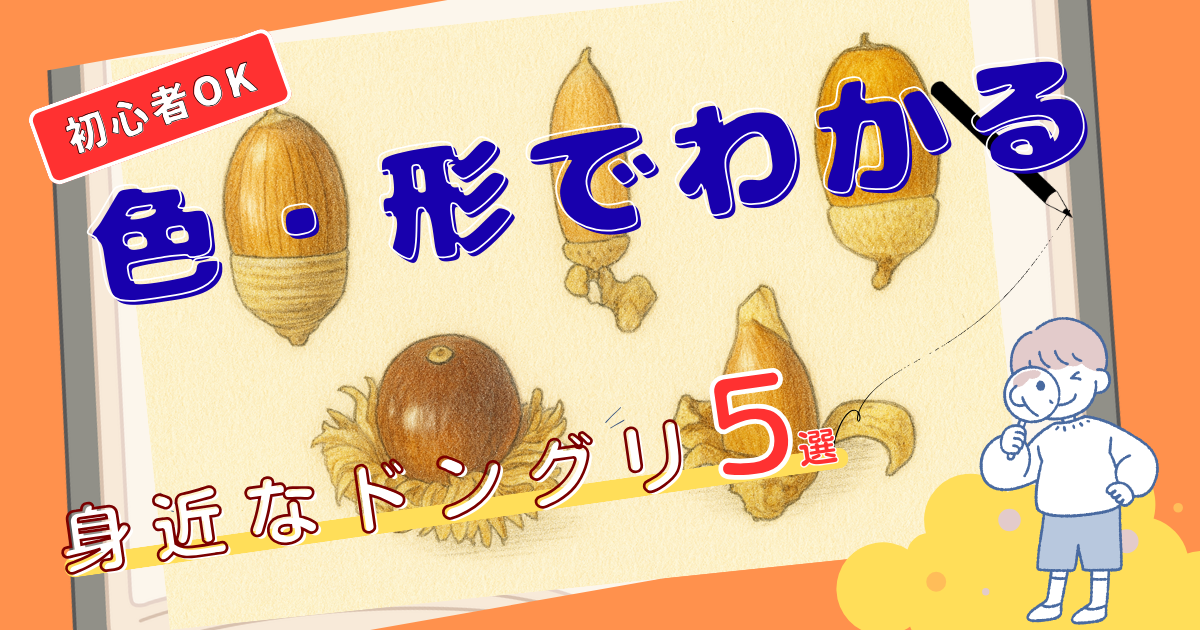 身近なドングリ5選
