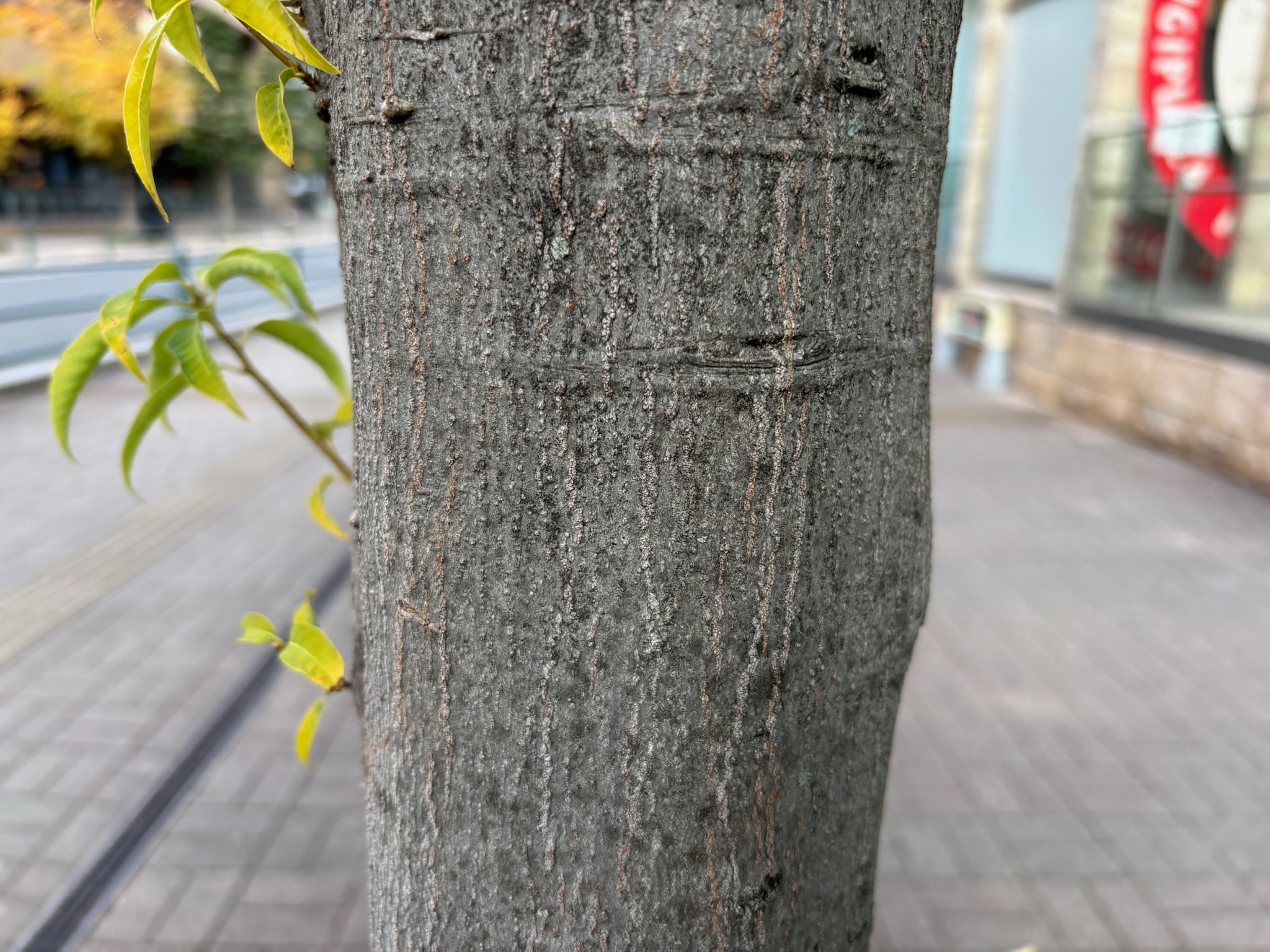 シラカシのドングリ②