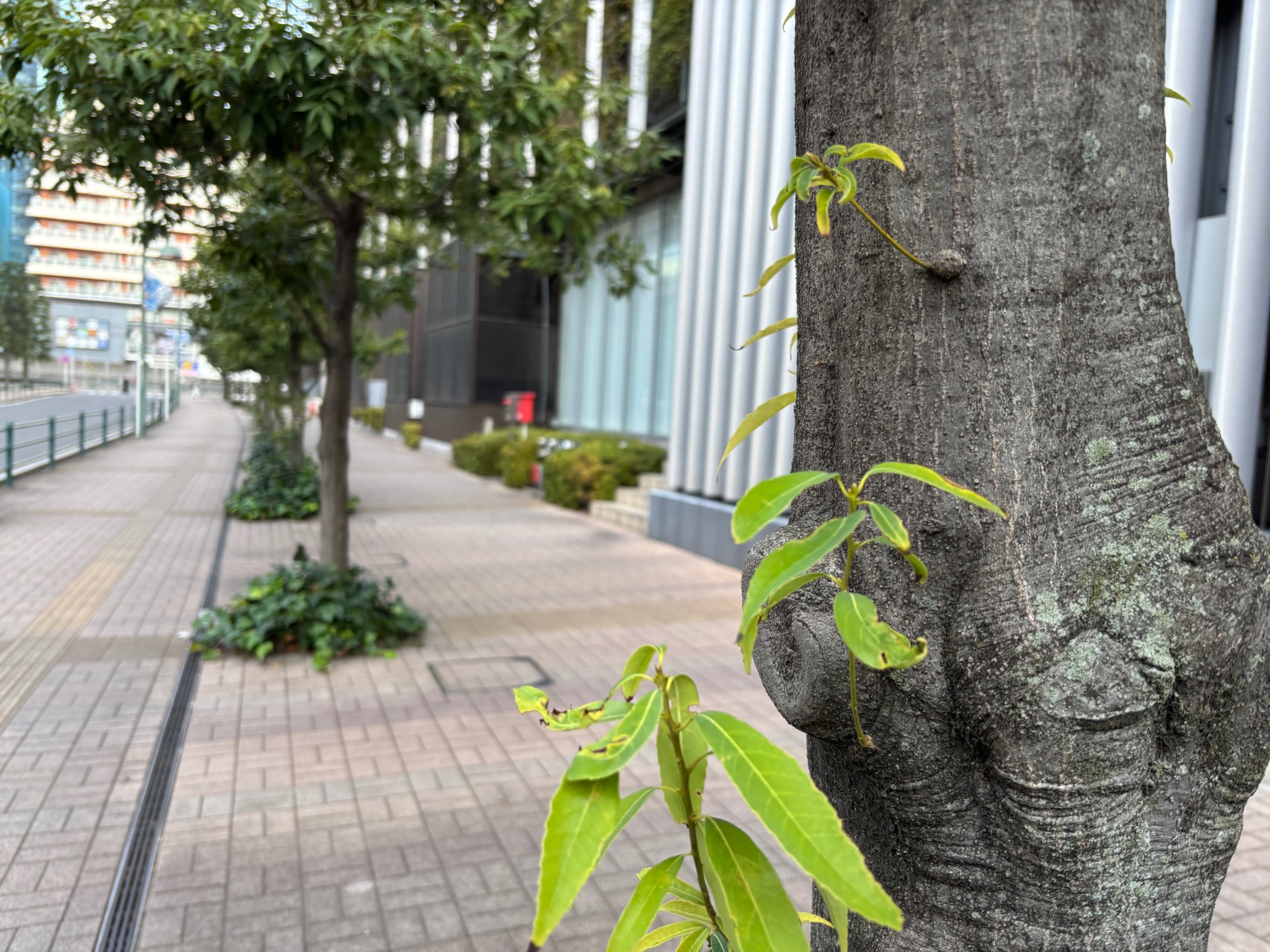 シラカシのドングリ④