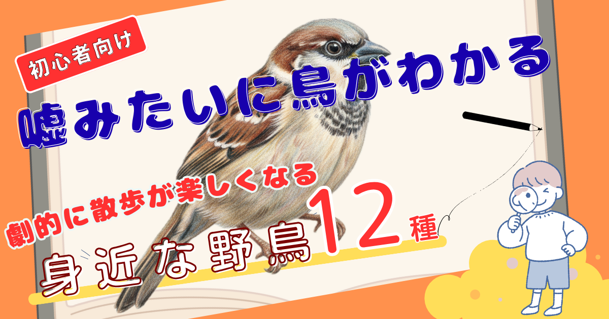 街や公園で見られる身近な野鳥たち