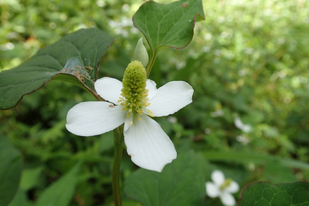 ドクダミの花と葉