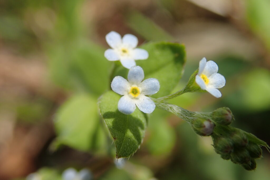 キュウリグサの青い小花