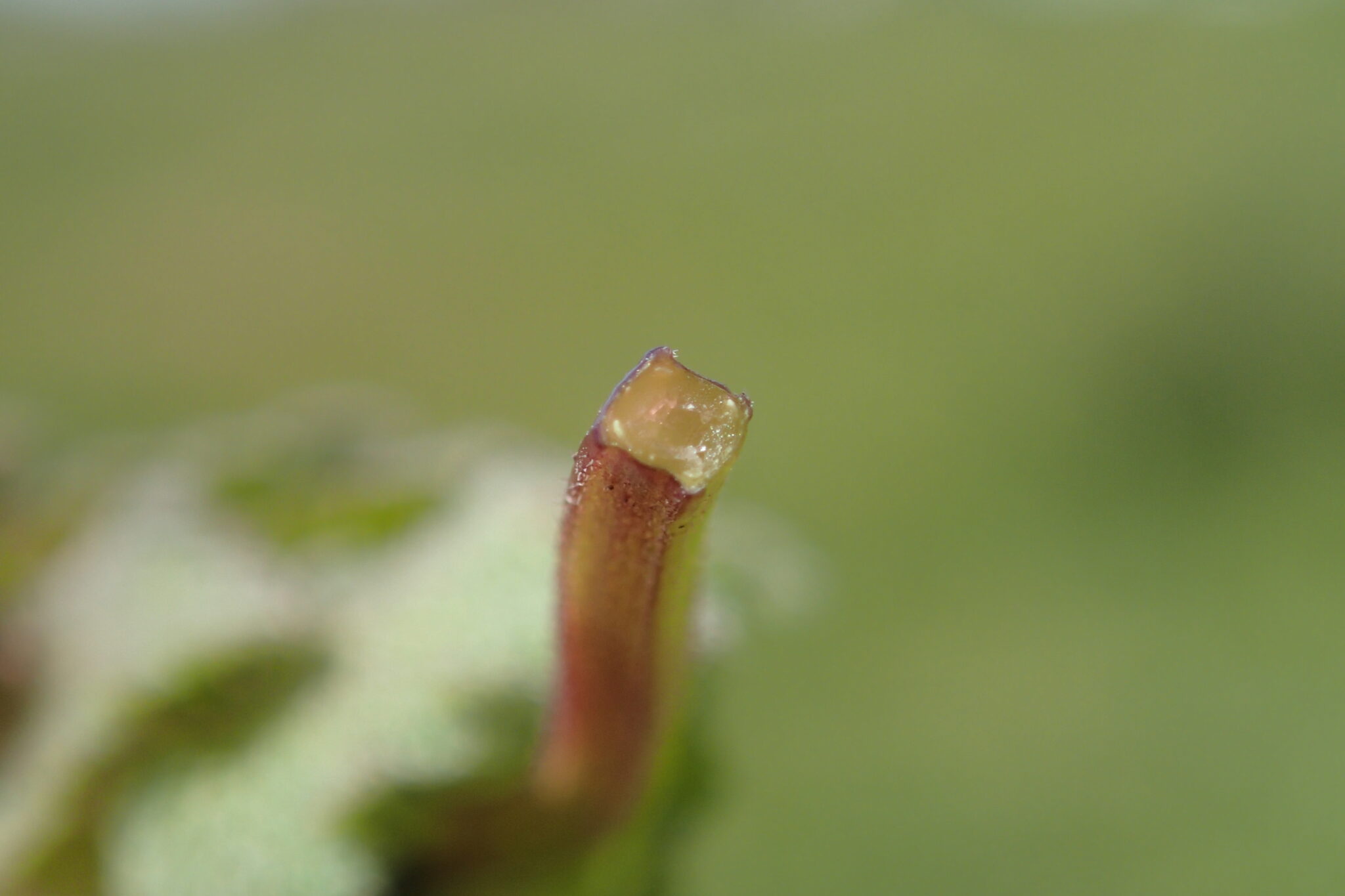 ヒメオドリコソウの茎の断面