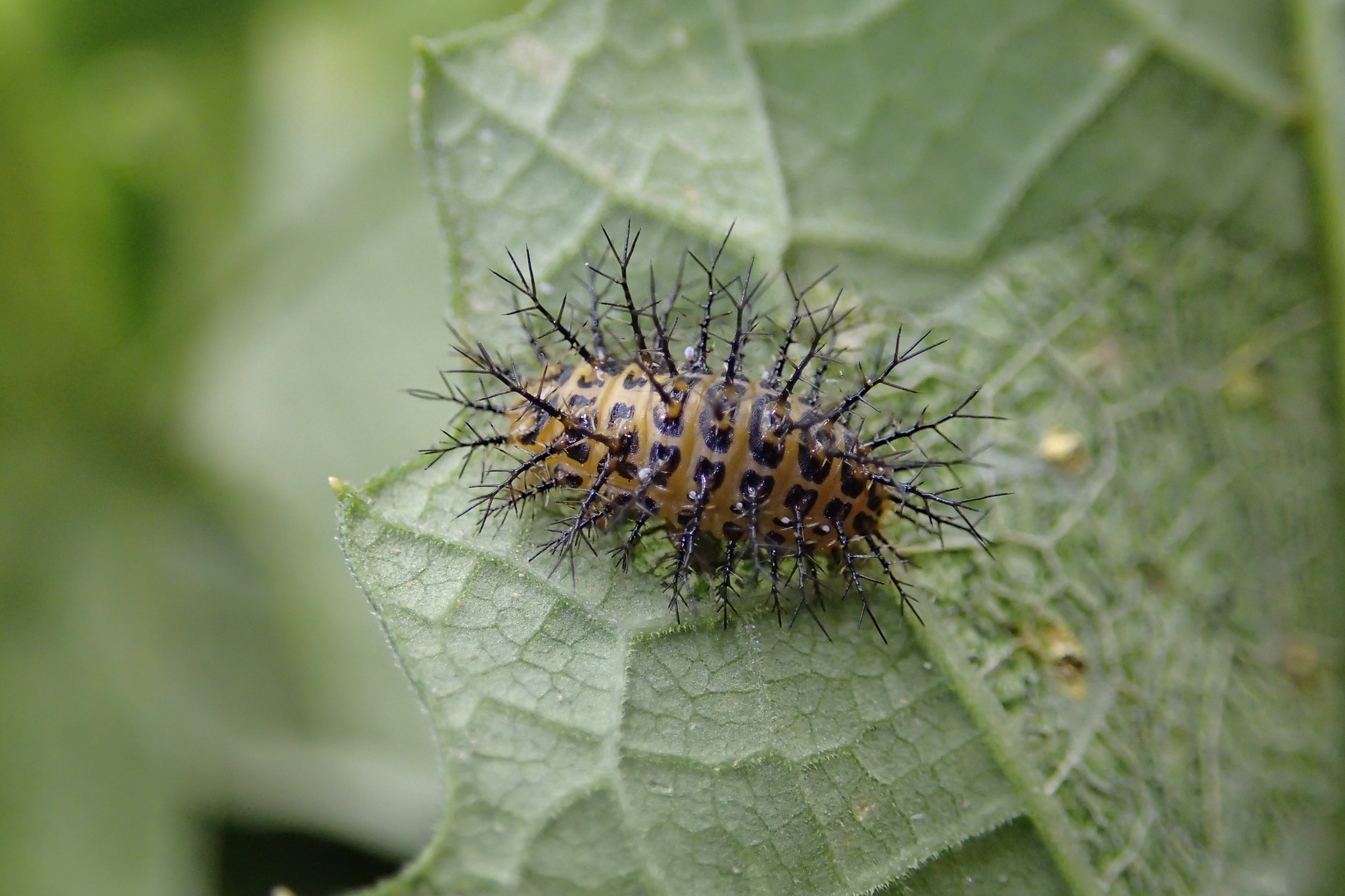 テントウムシ類の柔らかいトゲをもつ無毒の幼虫