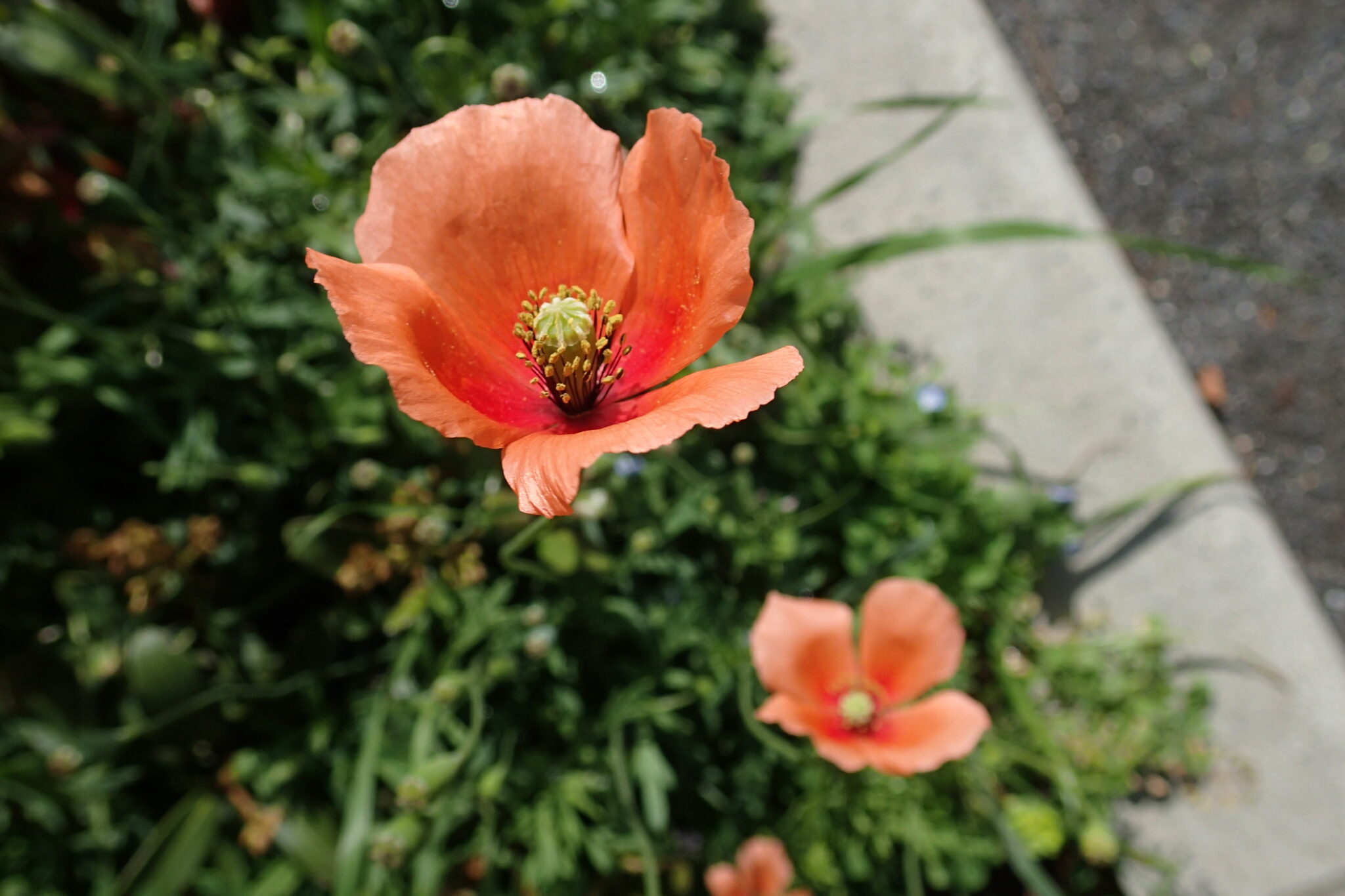 歩道脇に咲くナガミヒナゲシのオレンジの花