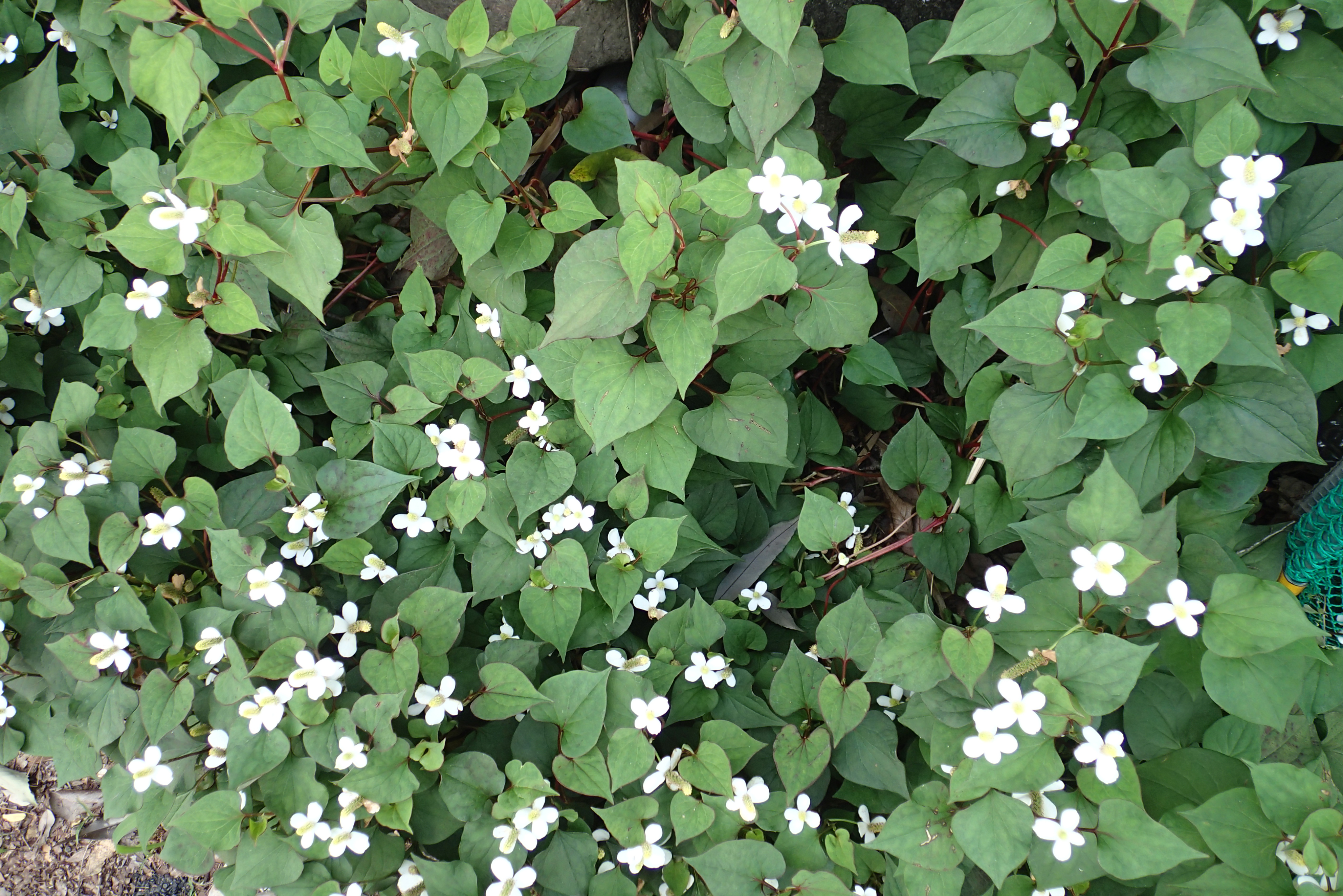 ドクダミの花