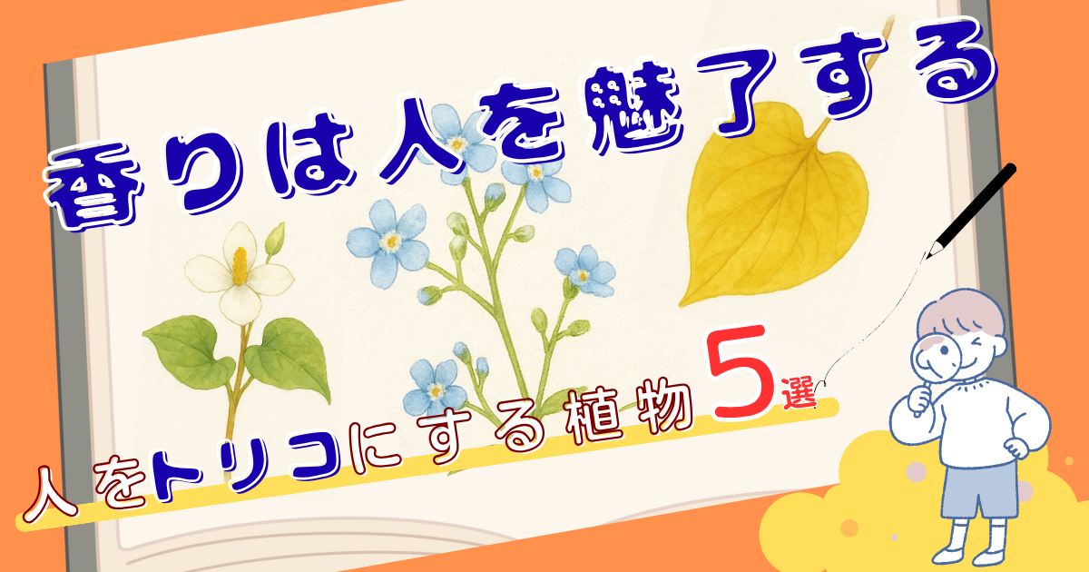 香りの植物5選