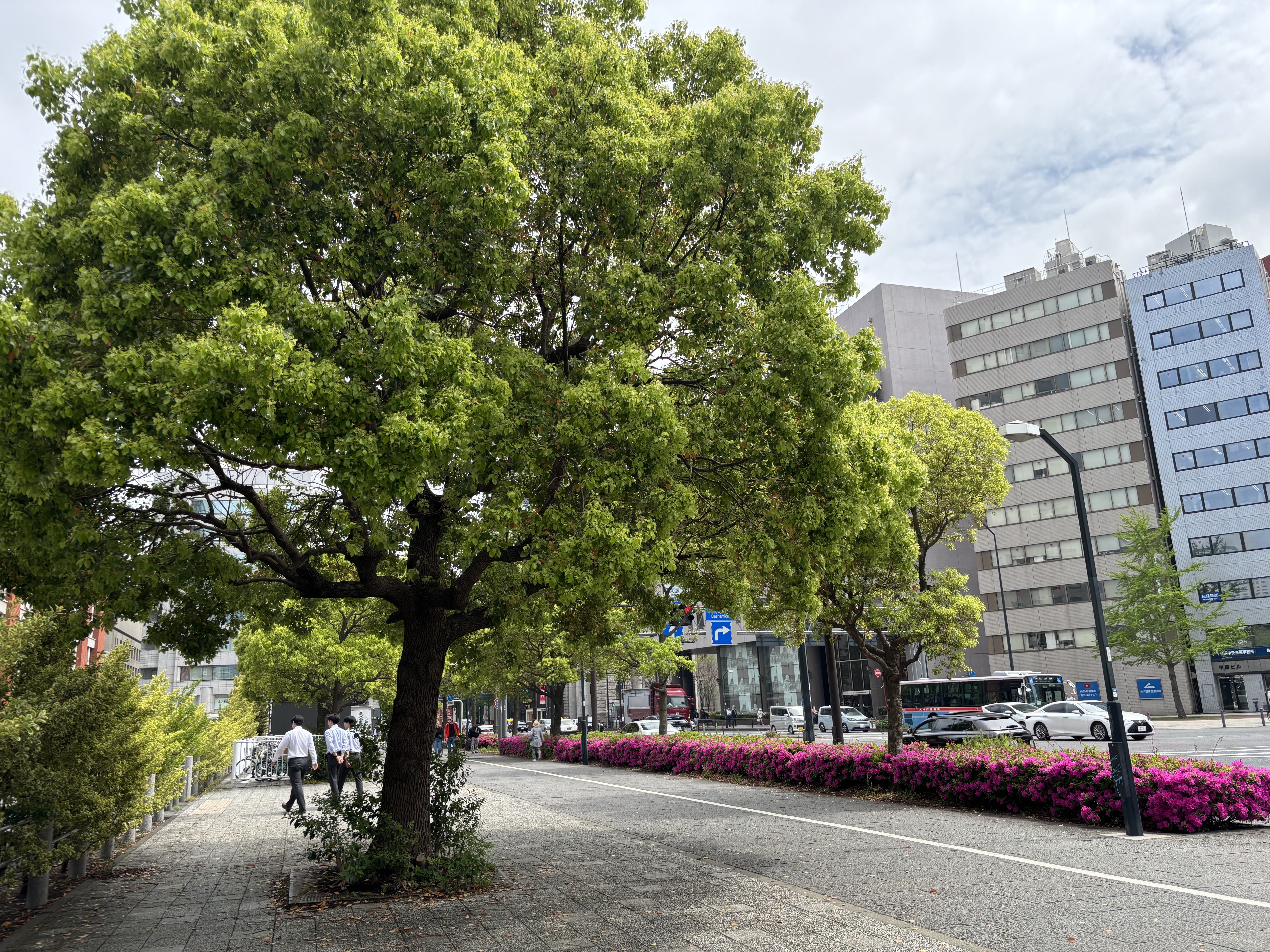 クスノキの葉と枝