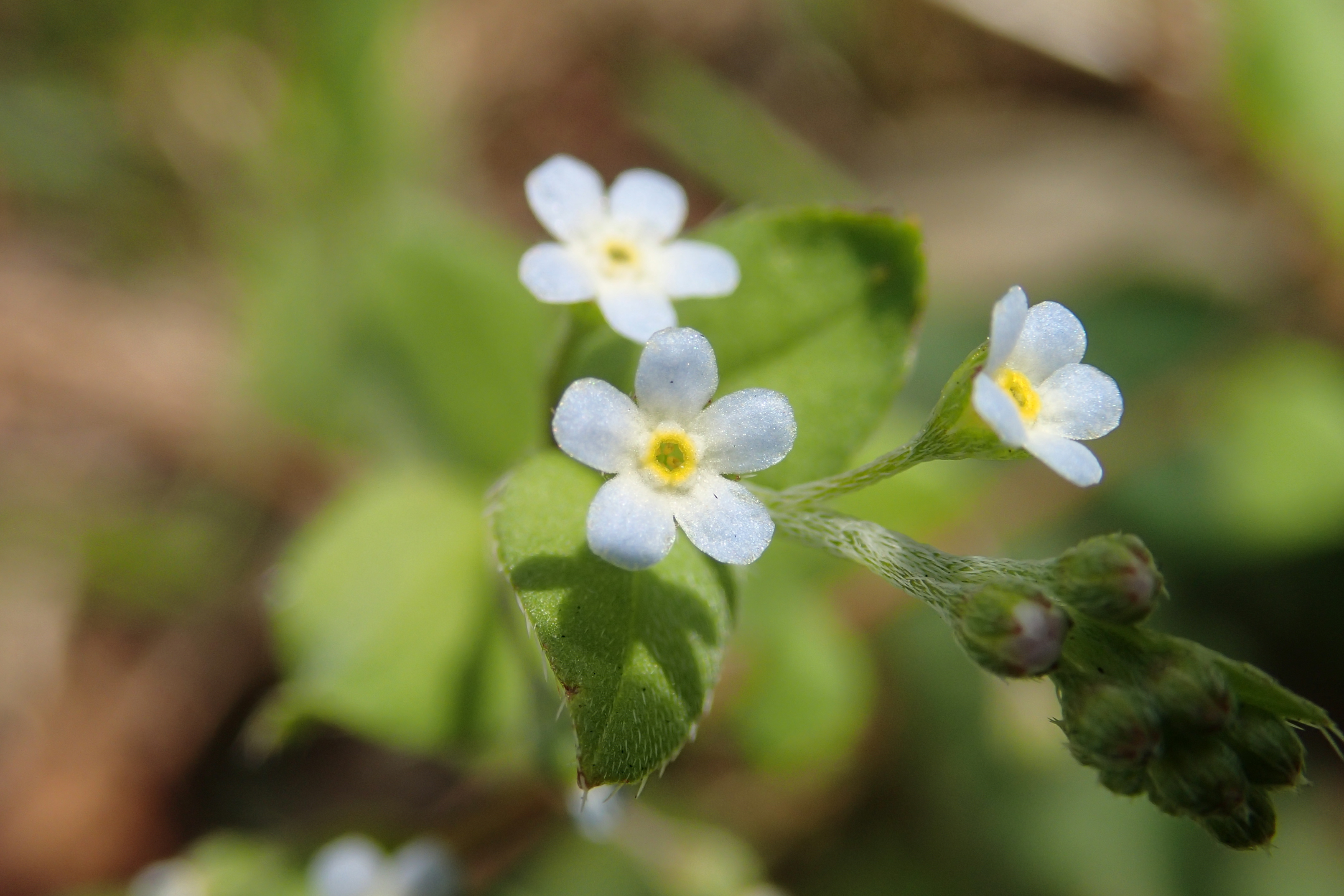 キュウリグサの青い小花