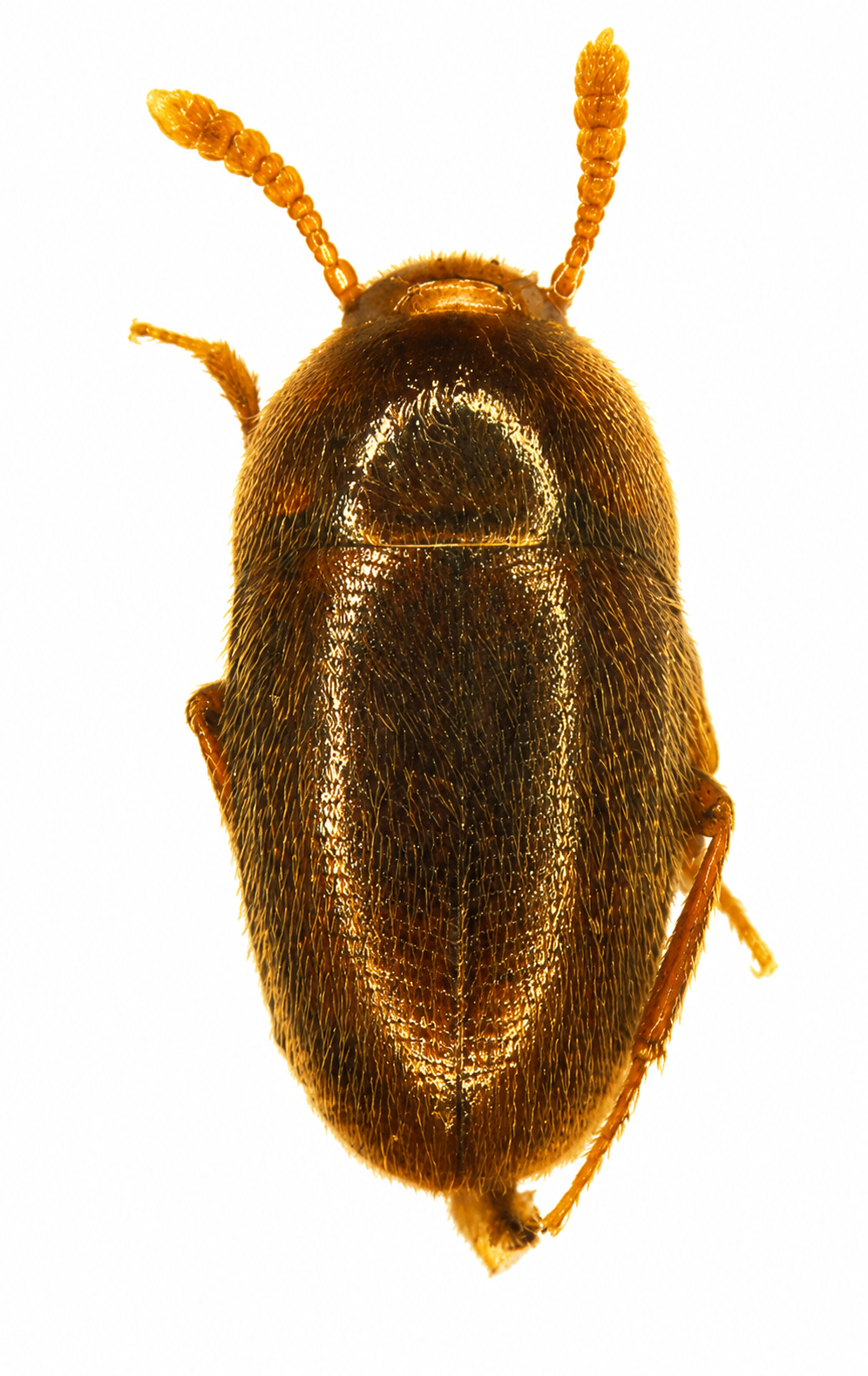 ニホンメナシチビシデムシ（Sciaphyes japonicus）