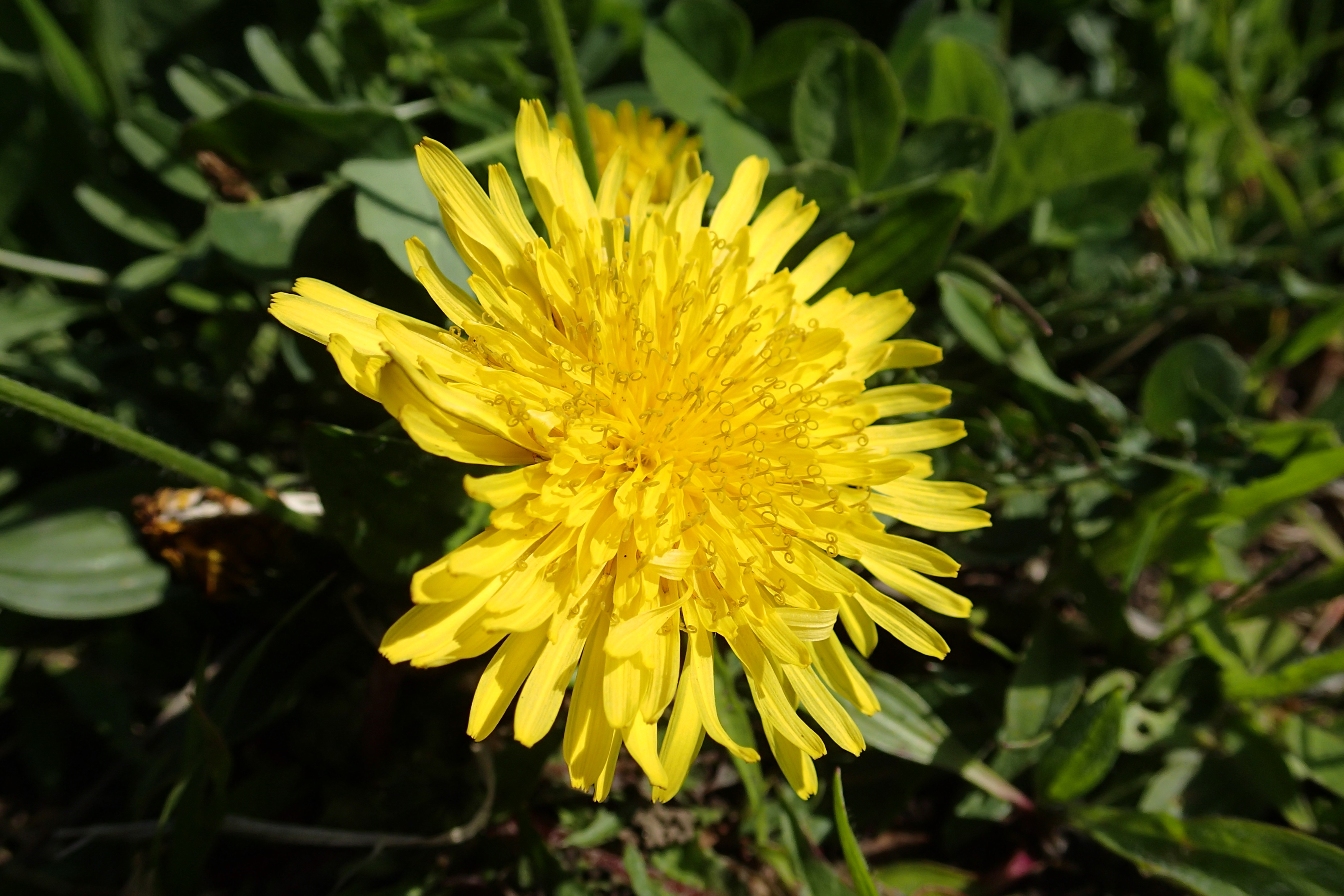 タンポポの花