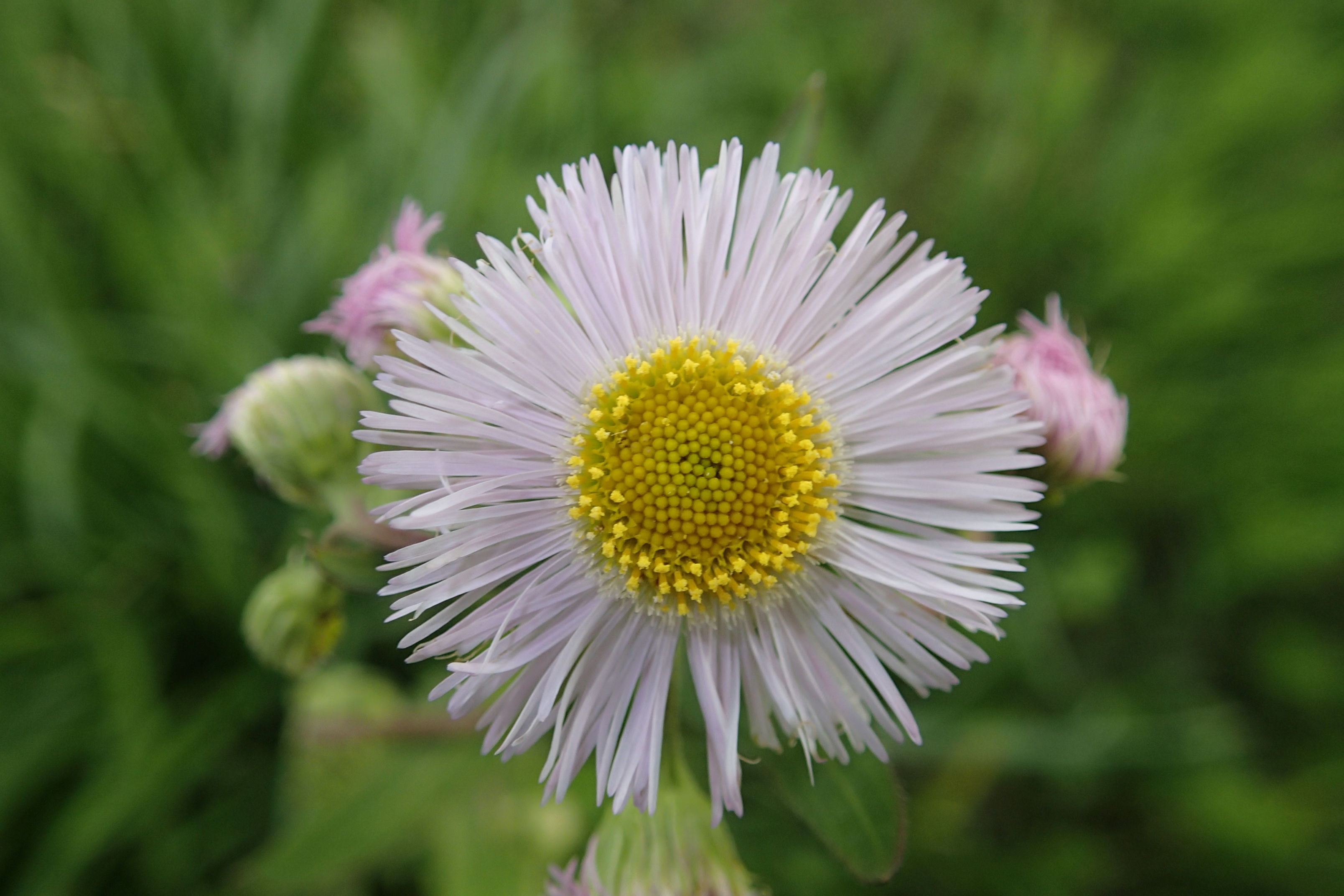 春の白い野草の花