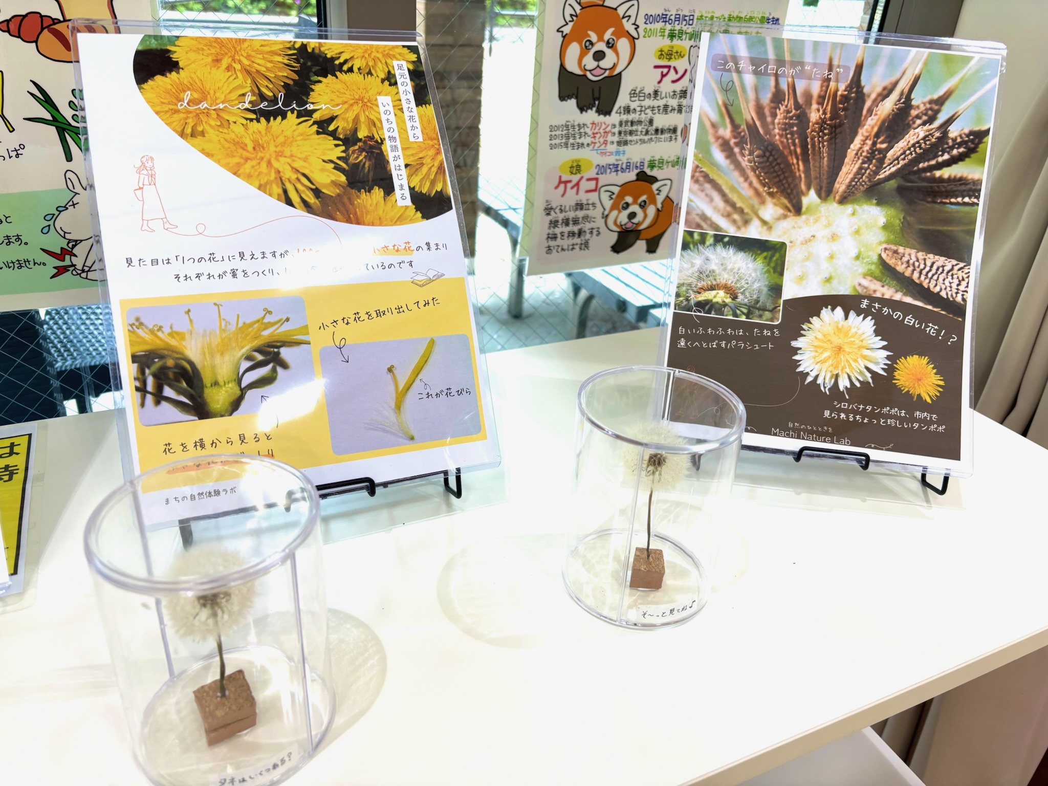 タンポポ展示企画